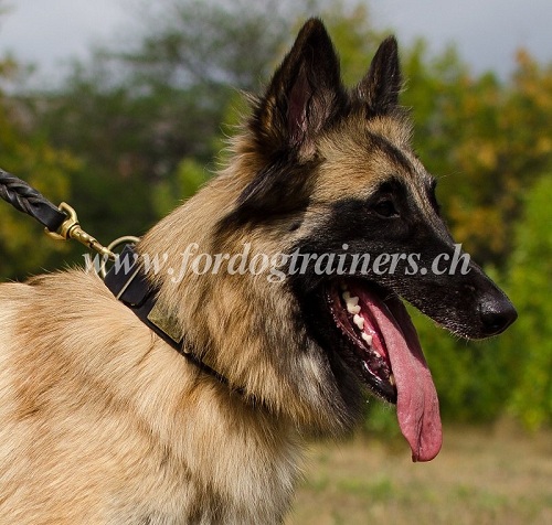 Leder Hundehalsband Spikes fr
tervueren