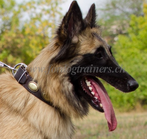 halsbnder aus leder tervueren hund