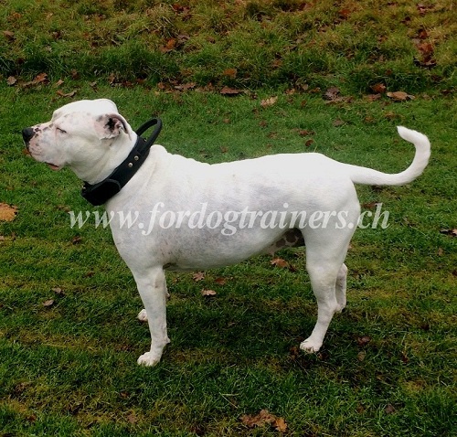 hetzhalsband fr amerikanische bulldogge