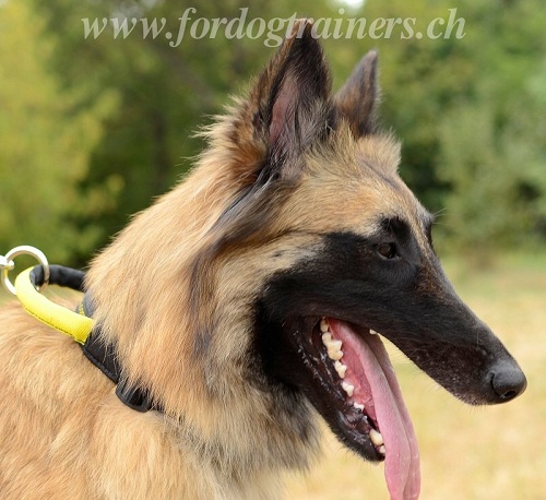 Halsband Nylon Tervueren davos bestellen