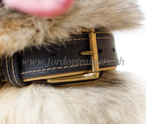 halsband gepolstert Tervueren Hund messing spikes