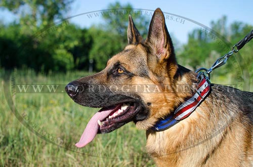 Handbemaltes Hundehalsband fr
Schferhund im amerikanischen Stil