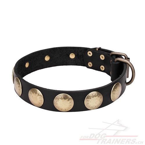 Hunde Lederhalsband messing kreisen schweiz