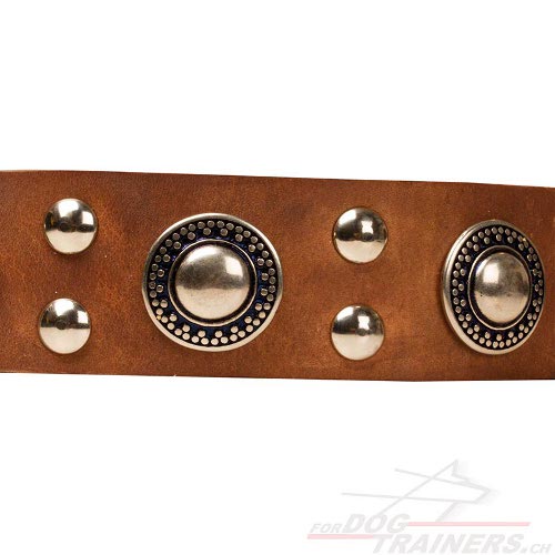 halsband hund zubehr schweiz