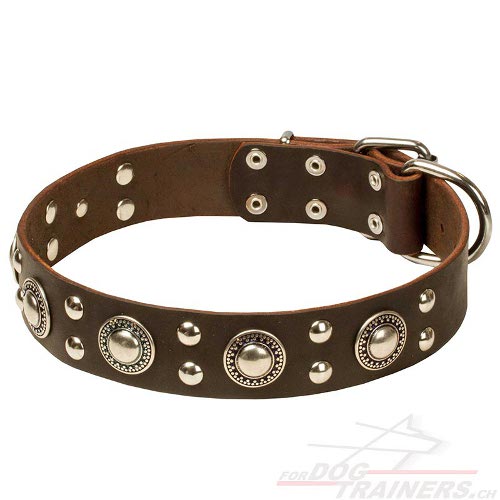 designer hundehalsband leder schweiz