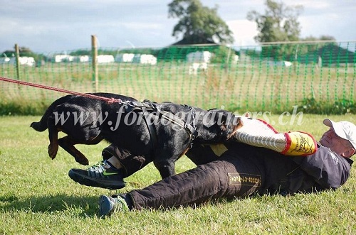 rottweiler beissarm schweiz kaufen