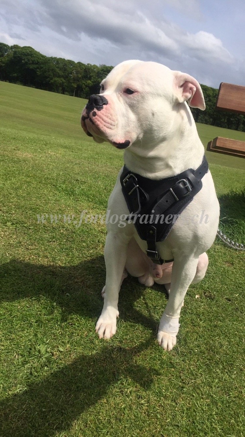 geschirr Amerikanische Bulldogge
IGP