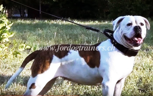 hetzhalsband mit griff leder Amerikanische Bulldogge
schweiz