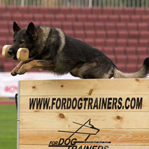 agility Sprunghrde training schweiz