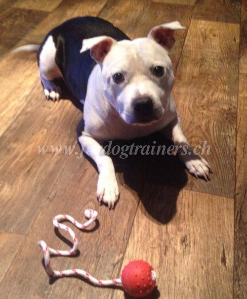 gummiball pitbull terrier Schweiz