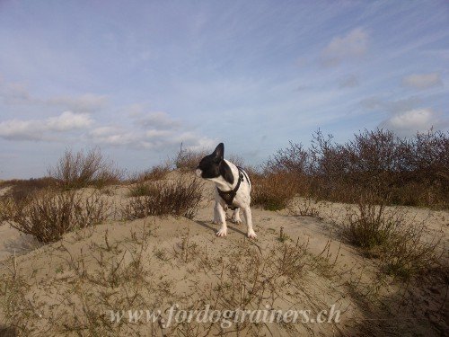 leather harness Boston Terrier geneva