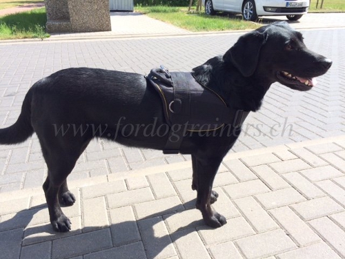 geschirre fr labrador schweiz