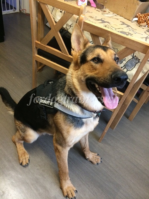 Nylon Hunde Geschirr fr Schferhund Schweiz