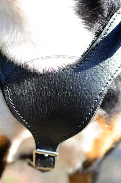 Solides Brustgeschirr fr Sennenhund bestellen