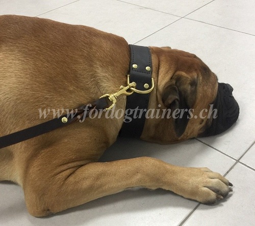 hetzhalsband Mastiff schweiz