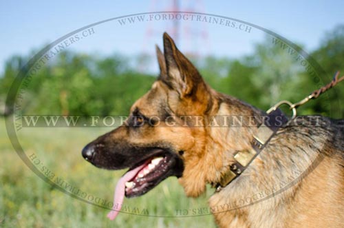 Leder Hundehalsband mit Bronze-platten und Spikes fr
Deutschen Schferhund bestellen