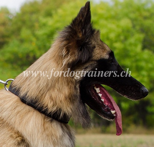 hundehalsband leder agitation tervueren