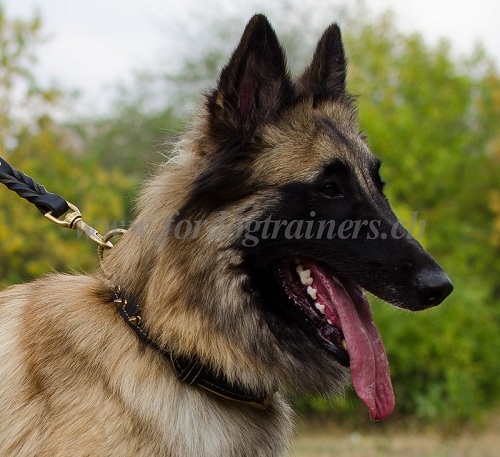 Lederhalsband Nappa fr belgischen Schferhund