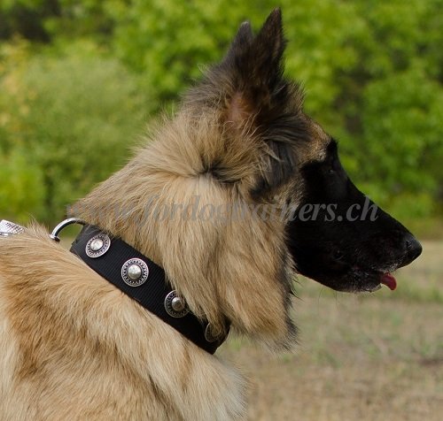 nylon hundehalsband conchos
Tervueren handgemacht