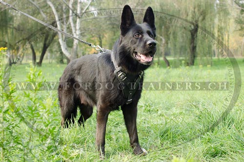 Solides Leder Hundegeschirr fr Schferhund Schweiz