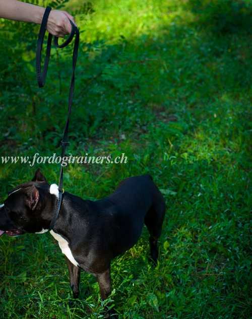 leder hundeleine halsband Pitbull salzburg kaufen