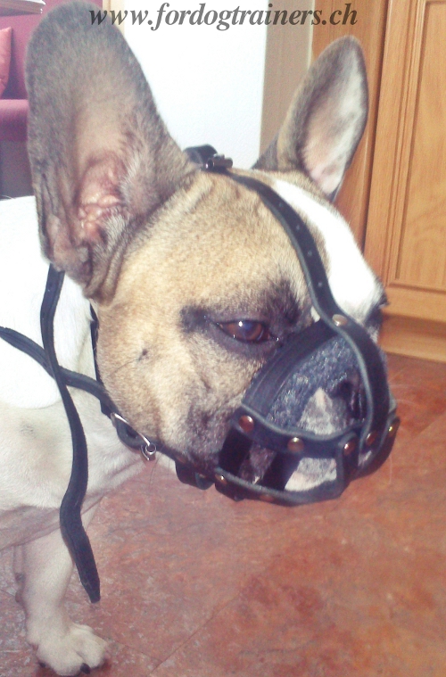 leder Hundemaulkorb fr Franzsische Bulldogge
mit Polsterung