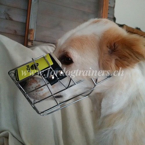 Hundemaulkorb Australischer Schferhund kaufen