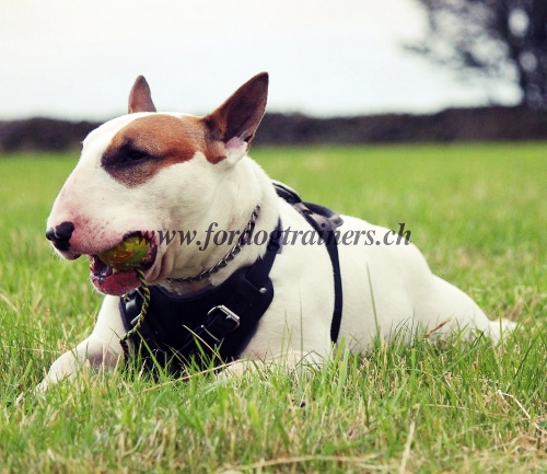 Solides Leder Hundegeschirr fr Bullterrier Schweiz