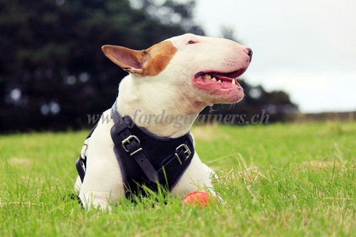 Harnais de formation et de promenade pour Bull Terrier