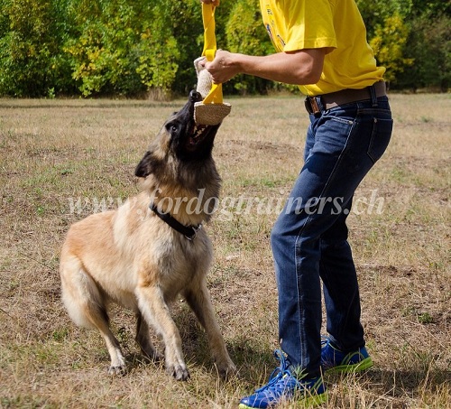  jute beisswurst belgischer schferhund
schweiz kaufen