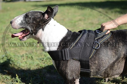Nylon Hunde geschirr bullterrier Schweiz