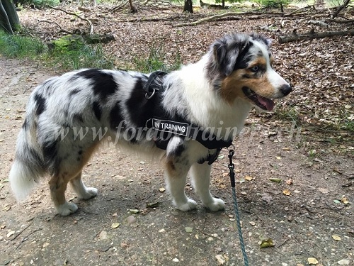 Hundegeschirr Australischer Schferhund basel