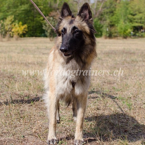 Leder Zuggeschirr belgischer Schferhund Schweiz