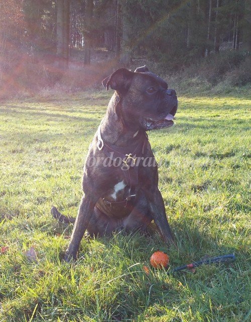  Geschirr aus Leder fr Boxer zuverlssig