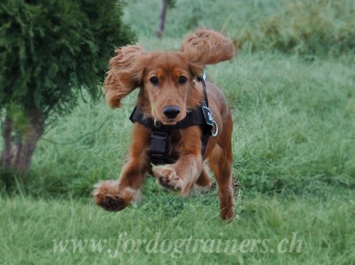 hundegeschirr training Spaniel Schweiz