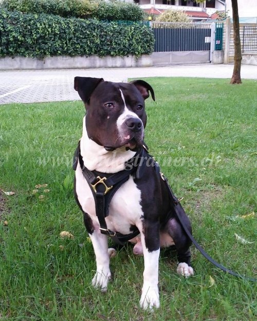 hundegeschirr Amstaff kaufen