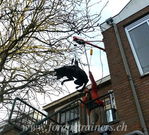hundegeschirr treppensteigen