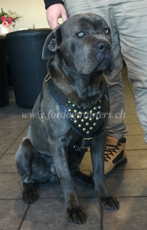 hundegeschirr messingnieten