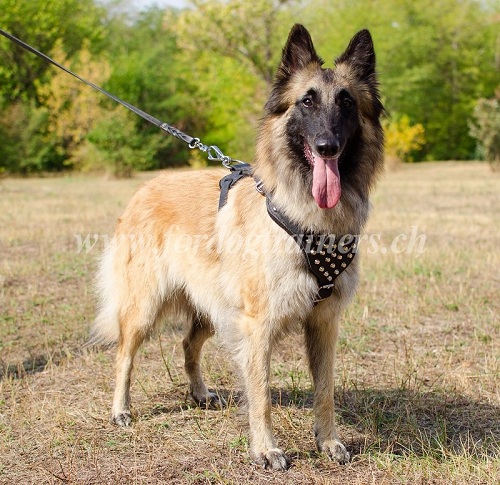 hundegeschirr leder weich nach ma