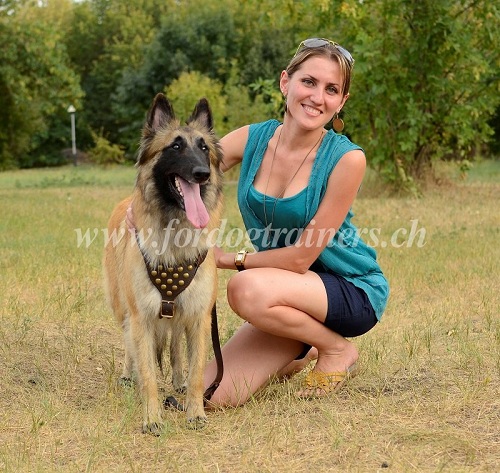 hundegeschirr messingnieten