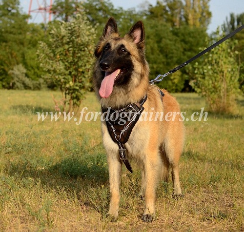 hetzgeschirr belgischer schferhund vinelz