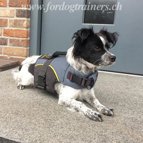hundeweste winter speniel Schweiz