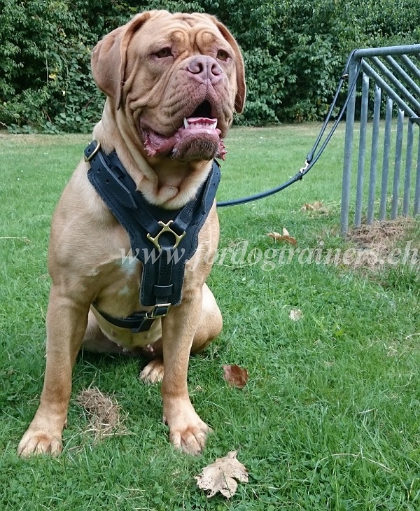 ledergeschirr mit brustplatte Bordeauxdogge bestellen