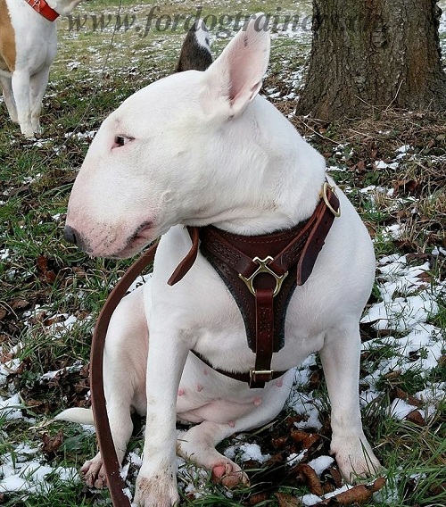 gurtzeug leder Bullterrier