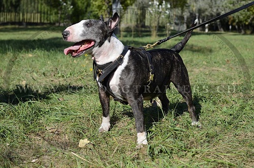 Geschirr gut verstellbares fr Bullterrier