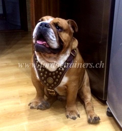 Leder geschirr Englische Bulldogge Schweiz