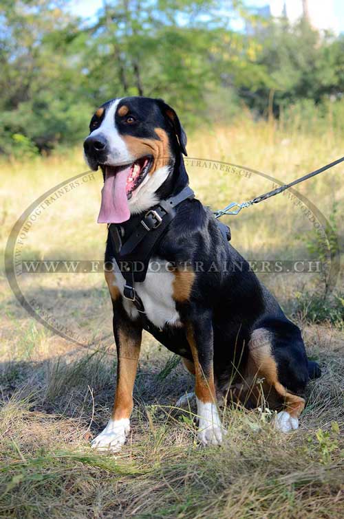 Solides Leder Hundegeschirr fr Sennenhund Schweiz
