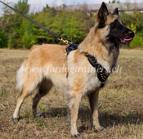 leder hunde geschirr tervueren 