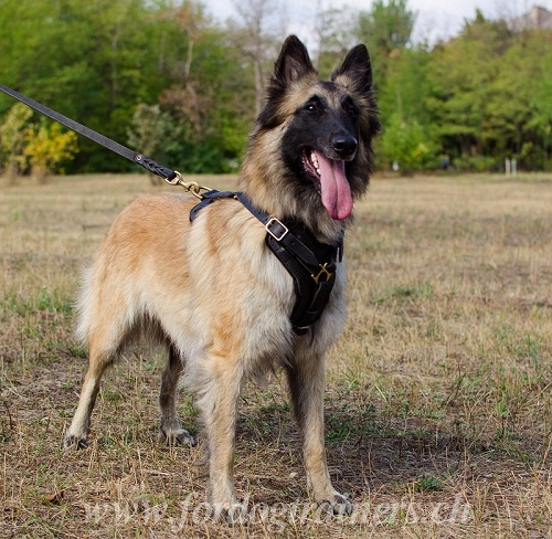 leather harness for Belgian Shepherd 
