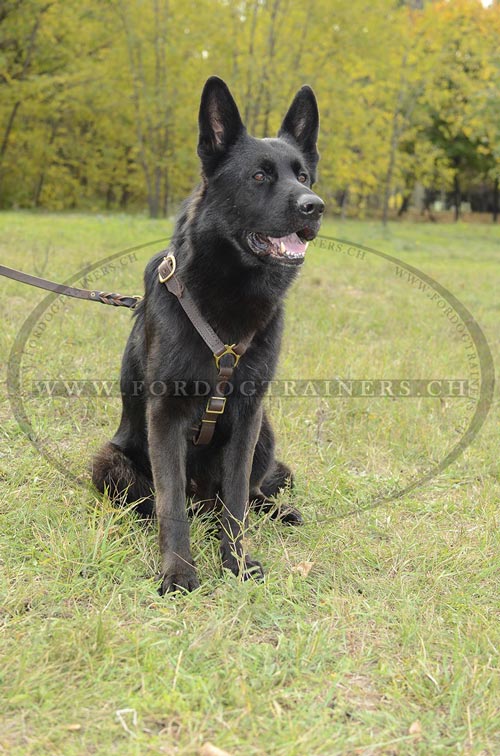 Solides Leder Zuggeschirr Schferhund Schweiz